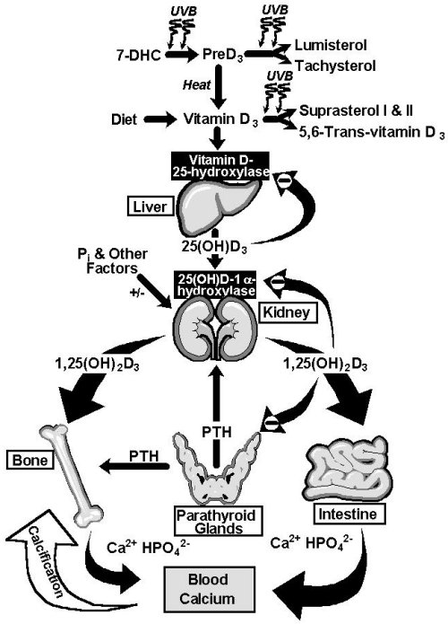 vitamin  d3