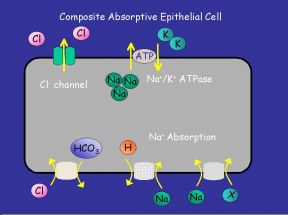 Generic Absorptive Cell (Click to Enlarge)