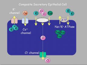 Generic Secretory Cell (Click to Enlarge)