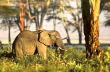 Tanzania