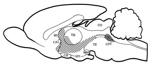 fig_brn1.jpg (31479 bytes)