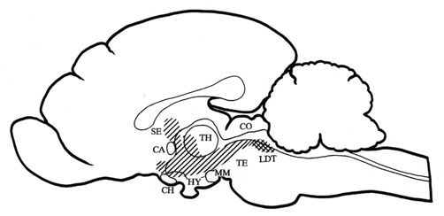 fig_brn2.jpg (27779 bytes)