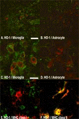 Fig-4-Small