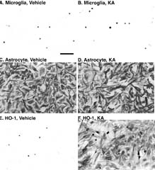 Fig-5-Small