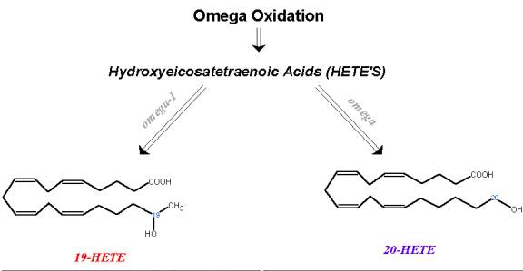 Omega Oxidation Metabolites
